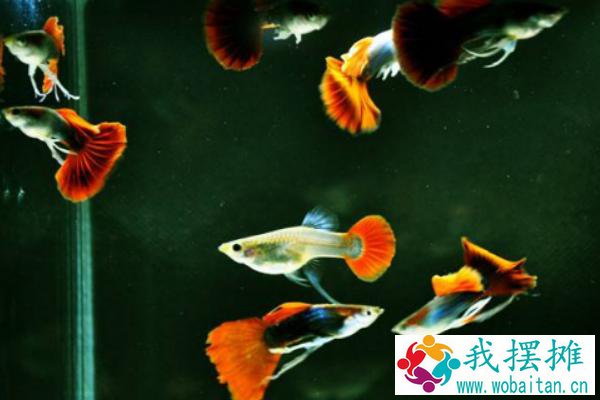 孔雀鱼的特点