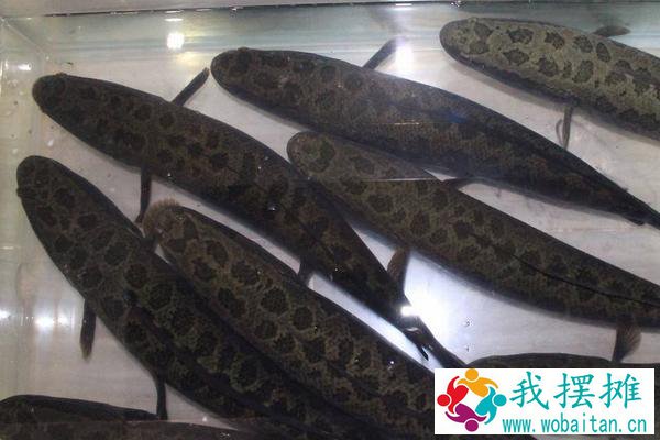 黑鱼好养吗