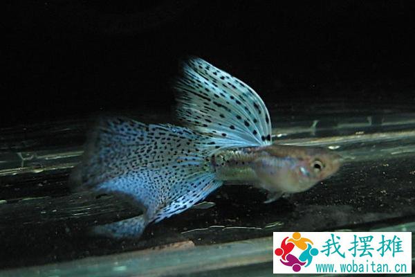 孔雀鱼多久繁殖一次
