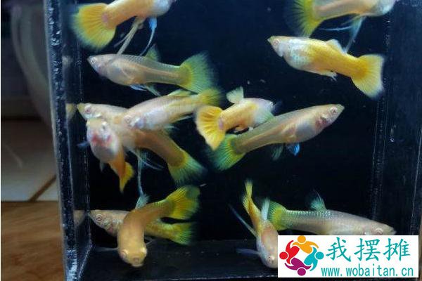 孔雀鱼多久繁殖一次