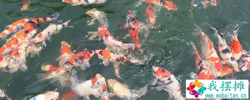 锦鲤养殖密度