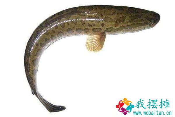 黑鱼好养吗
