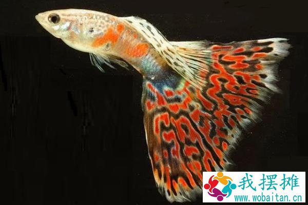 孔雀鱼养几条好
