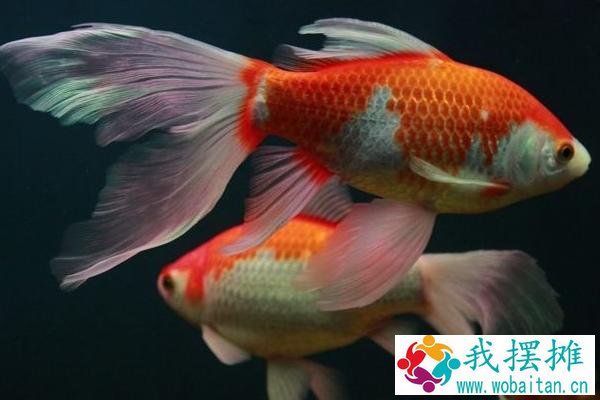 锦鲤养殖密度
