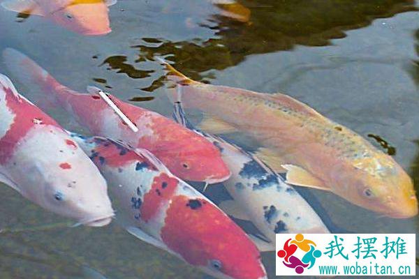 锦鲤养殖密度