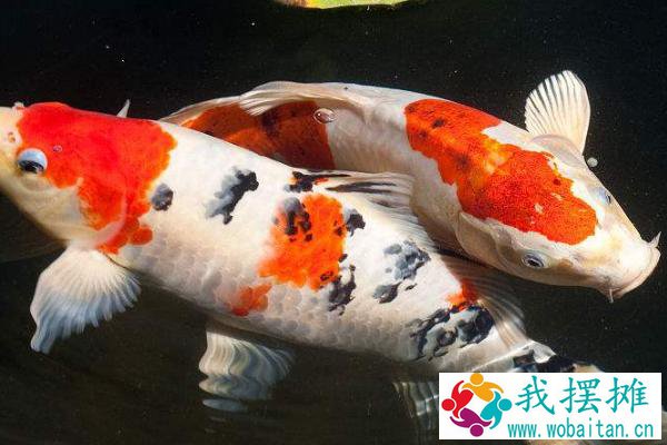锦鲤养殖密度
