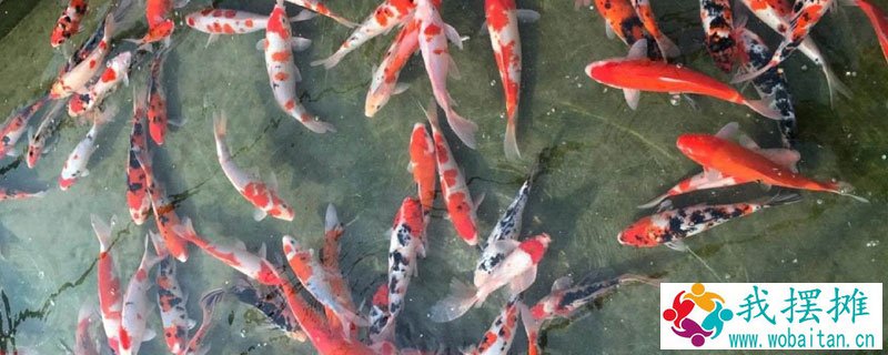 养锦鲤的水温