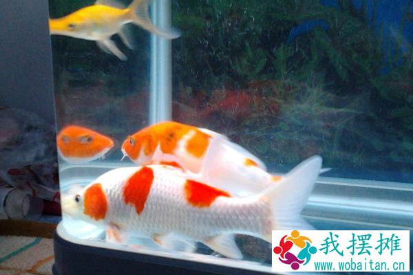 养锦鲤的水温