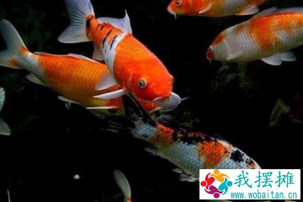 养锦鲤的水温