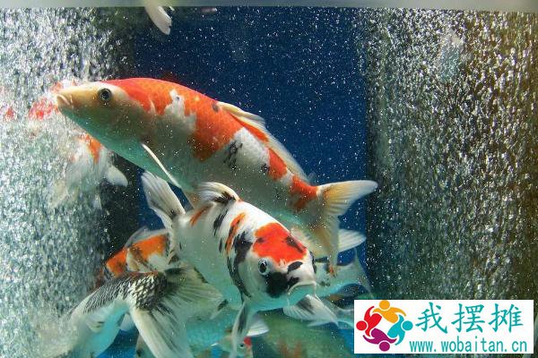 养锦鲤需要加热棒吗