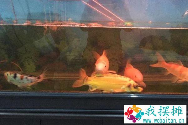 养锦鲤需要加热棒吗