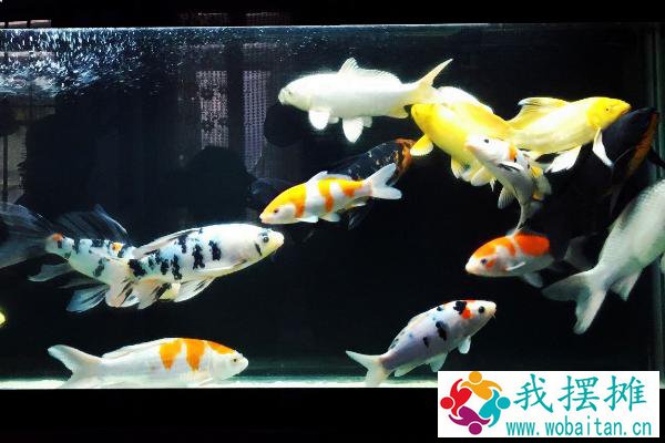 养锦鲤需要加热棒吗