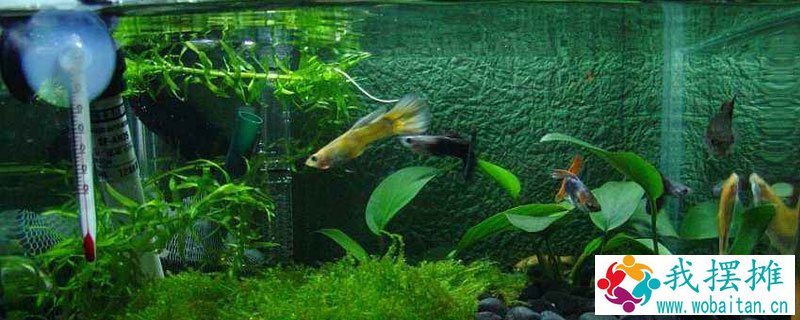 养孔雀鱼用什么水草