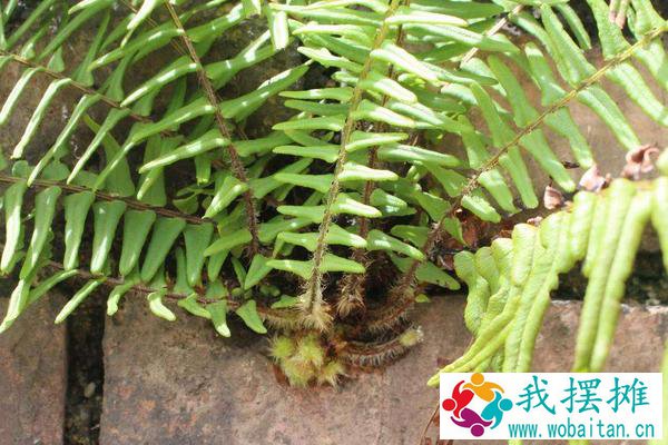 养孔雀鱼用什么水草