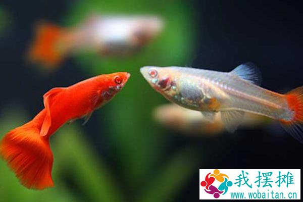 养孔雀鱼用什么水草