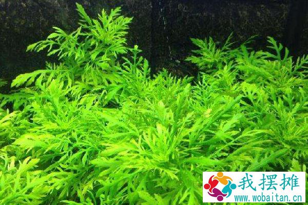 养孔雀鱼用什么水草