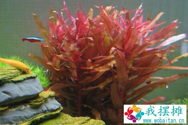 养孔雀鱼用什么水草