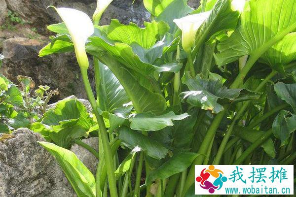 养孔雀鱼用什么水草