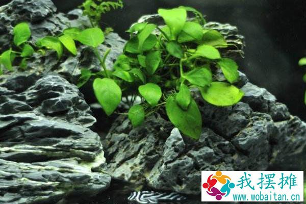养孔雀鱼用什么水草