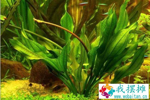 养孔雀鱼用什么水草