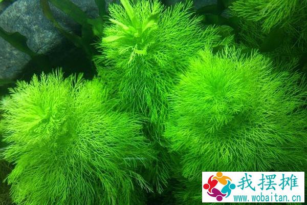 养孔雀鱼用什么水草