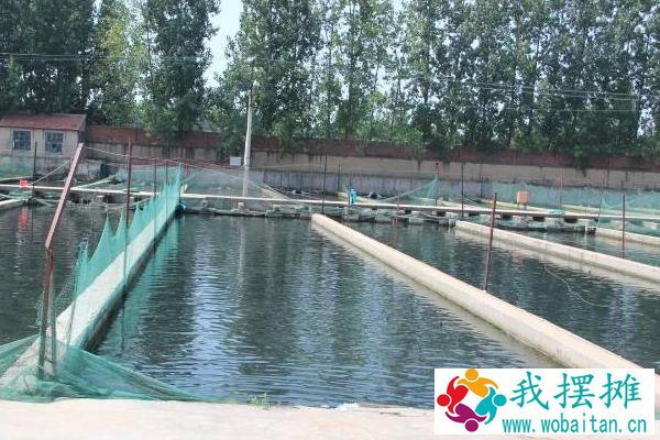 虹鳟鱼养殖池怎么建