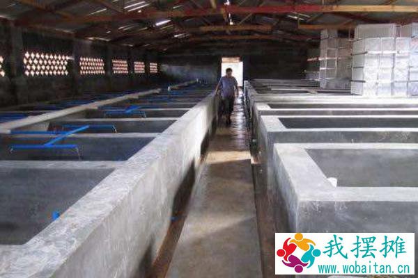 虹鳟鱼养殖池怎么建