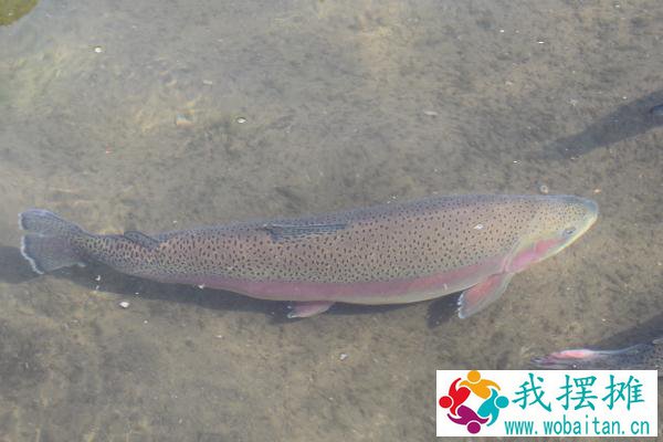 虹鳟鱼养殖池怎么建