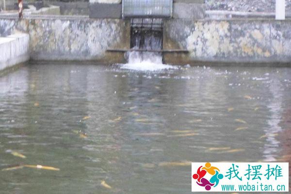 虹鳟鱼养殖池怎么建