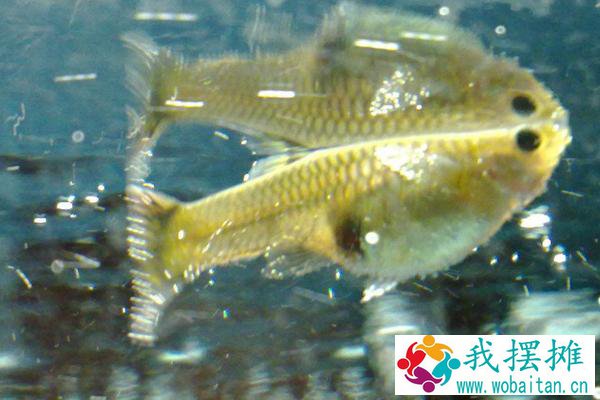 孔雀鱼生小鱼前兆
