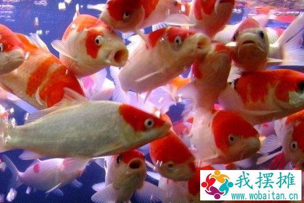 养锦鲤鱼缸里放盐吗