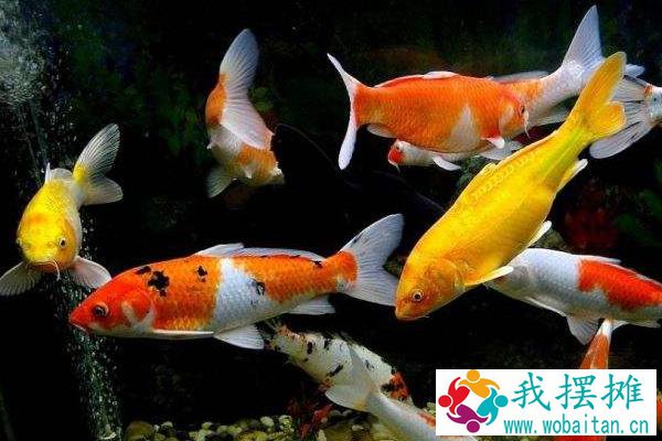 锦鲤的品种