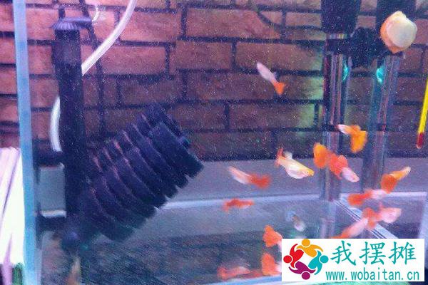 养孔雀鱼用什么过滤