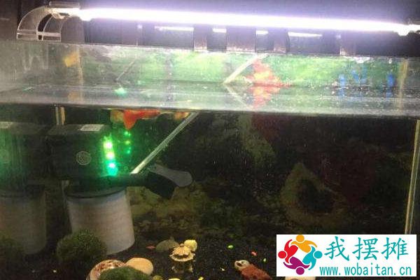 养孔雀鱼用什么过滤