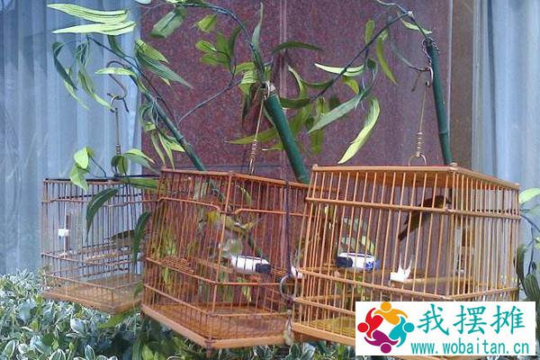 画眉养多久能开罩