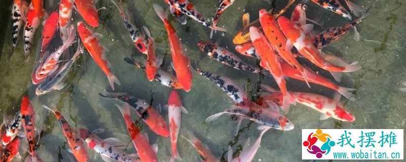 锦鲤养殖方法