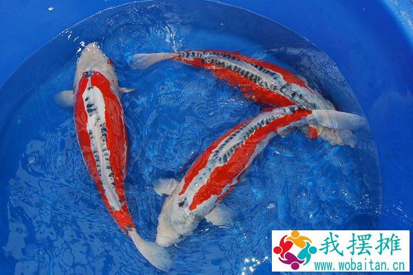 锦鲤养殖方法