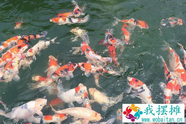 锦鲤养殖方法
