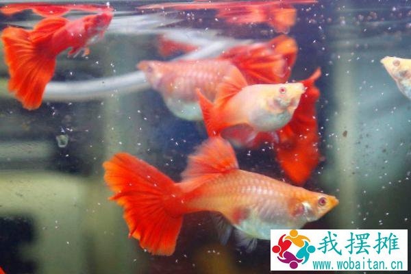 孔雀鱼养殖密度