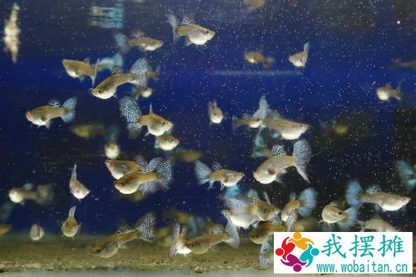 孔雀鱼养殖密度
