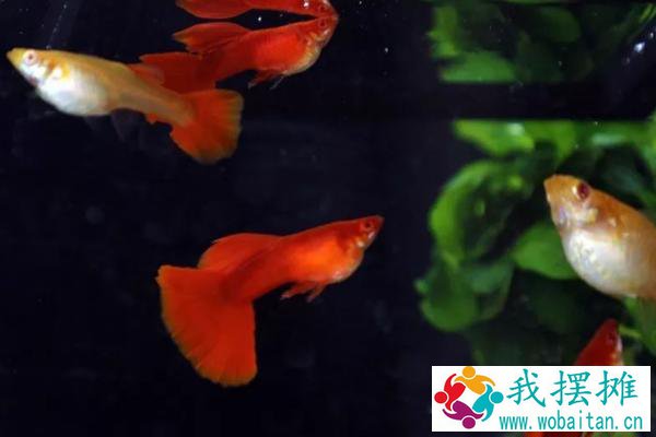 孔雀鱼养殖密度