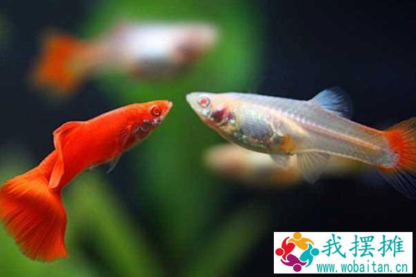 养孔雀鱼用放盐吗