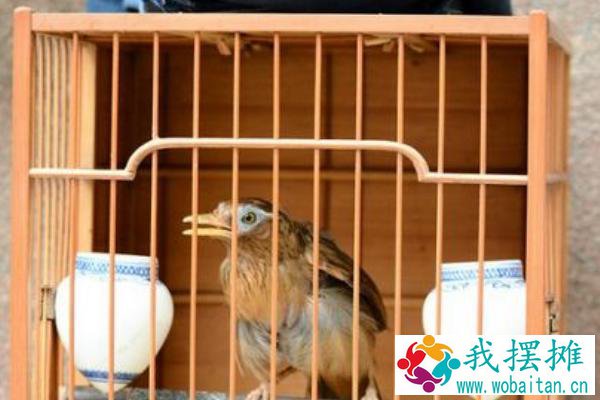 画眉怎么养熟透