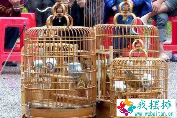 画眉怎么养熟透