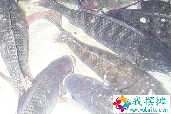 养罗非鱼水深多少适合