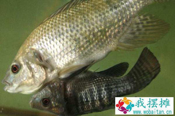 罗非鱼养殖注意什么