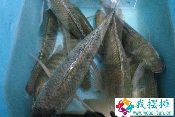 罗非鱼养殖注意什么