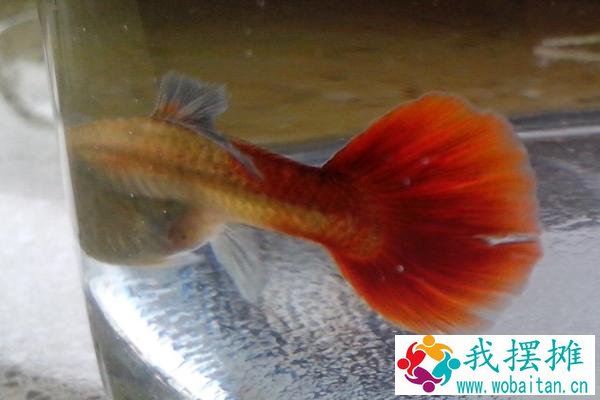 怀孕的孔雀鱼怎么养