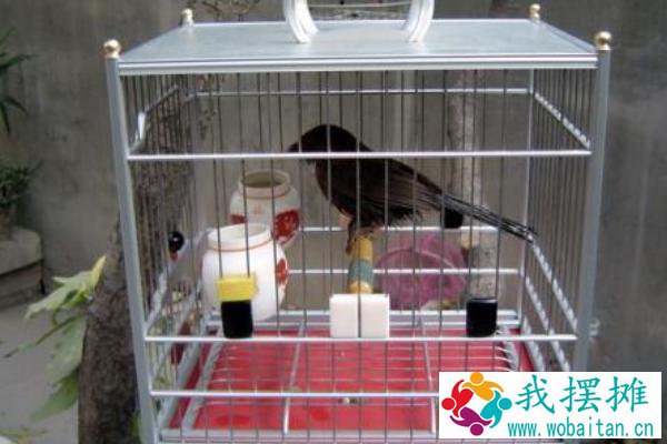 养画眉幼鸟怎么养