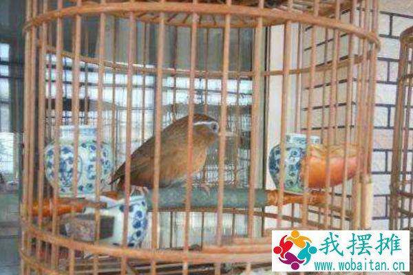 养画眉幼鸟怎么养